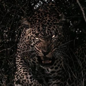 国产使劲操大逼黄片儿
